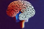 محققان عوامل کلیدی مرتبط با پیری مغز را شناسایی کردند