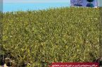 کاشت ۳۵ هزار نهال حرا توسط شرکت پتروشیمی امیرکبیر